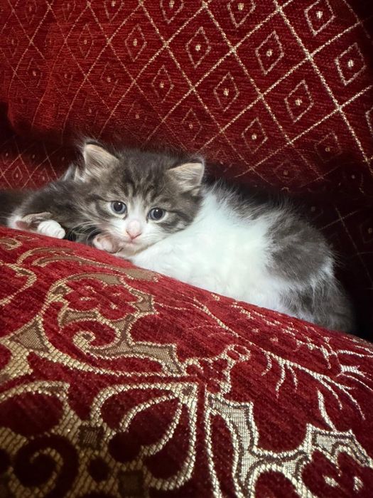 Отдам котят красивых