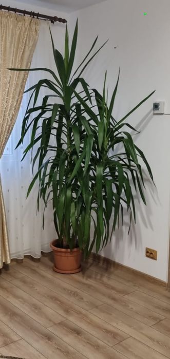 Palmier Yuka ornamental