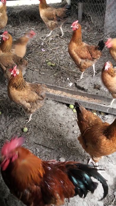 Продам кученских кур