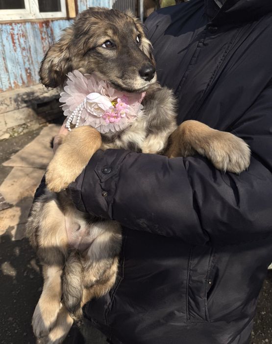 Привитые щенки ищут дом