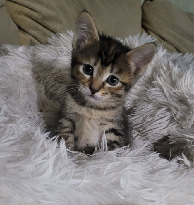 Дарю котят в добрые руки