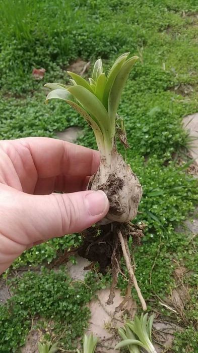 Продается луковицы Лилии Белоснежка