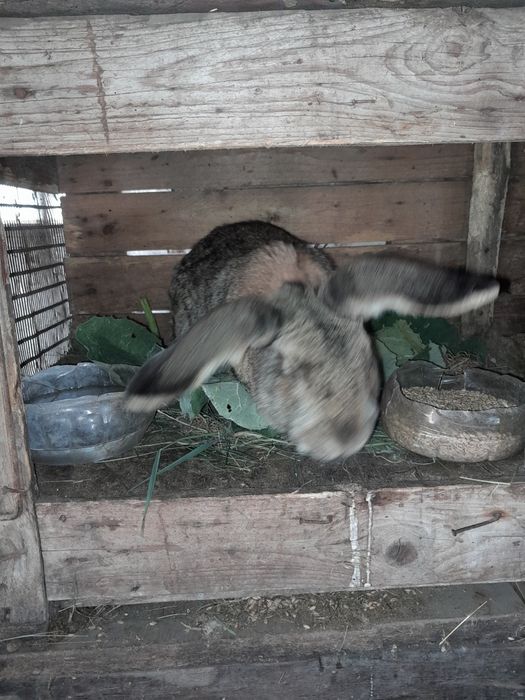 Кролики фландер  продам