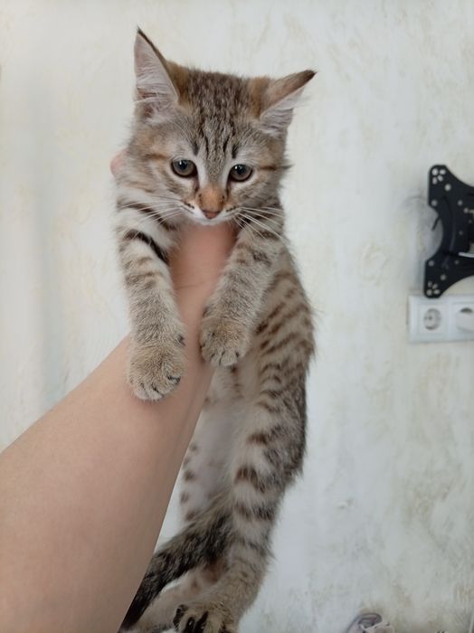 Продам котёнка 2 месяца