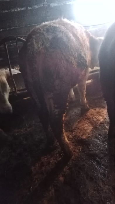 Соғым 1,5  жасар  тайынша сатылады