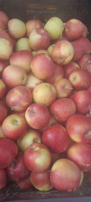 Яблоки тургеньские