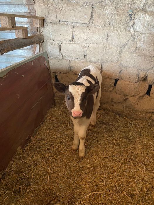 Продаётся корова с двумя телочками