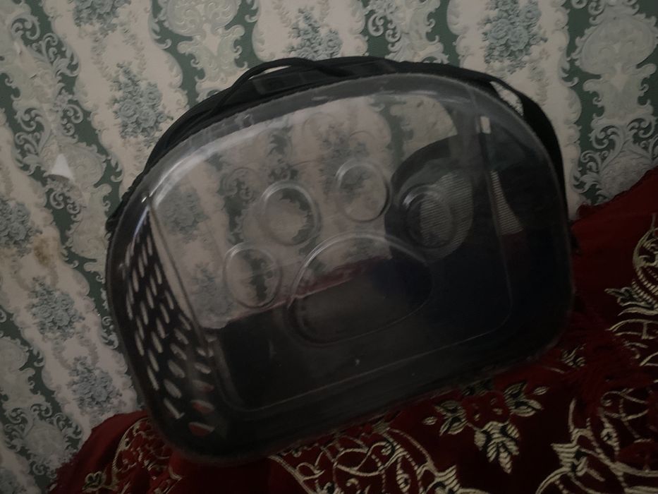 Котик, мальчик 8 месяцев