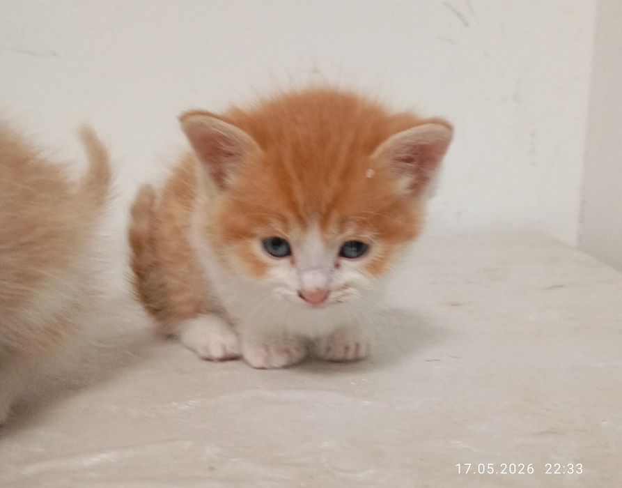 Котята. 2 котенка.