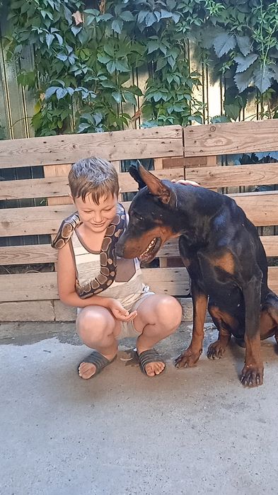 Кобели добермана