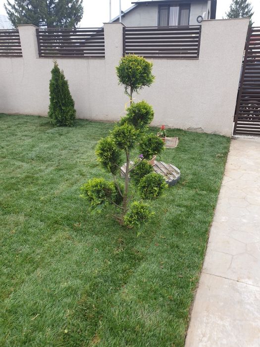 Tuia leylandii gazon rulou