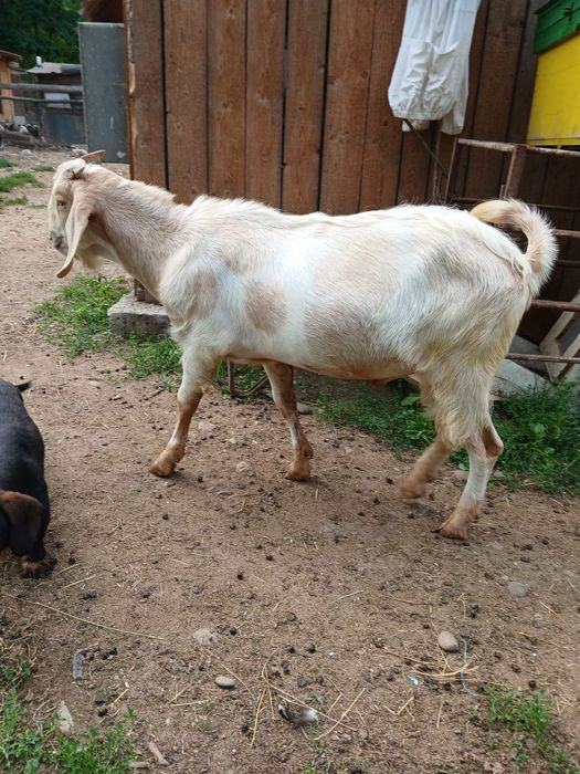 Capre din rasa Anglo-nubian și Alpina Franceză;Țap Anglo-nubian