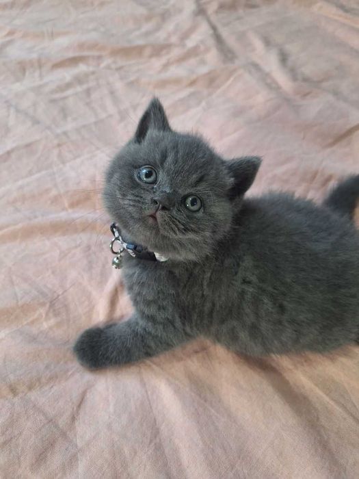 Вязка ! Чистокровный британский короткошерстный кот!! Возраст 3 года!