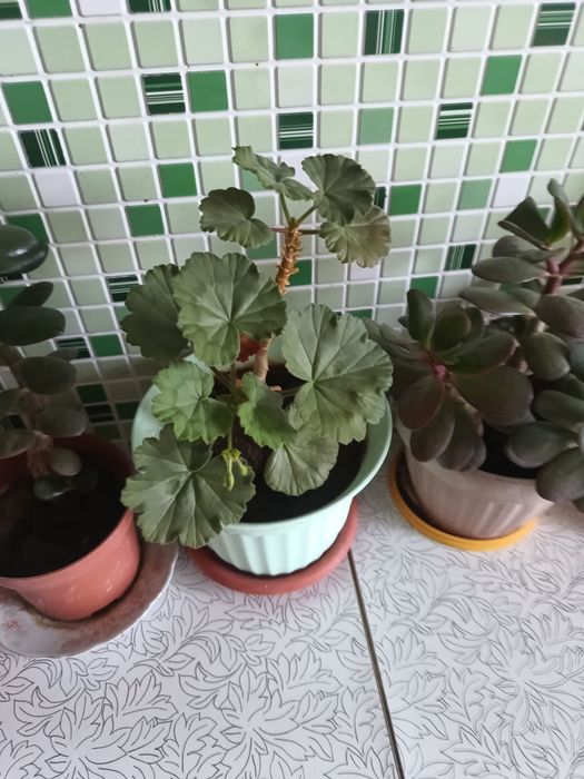 Продам разные комнатные цветы