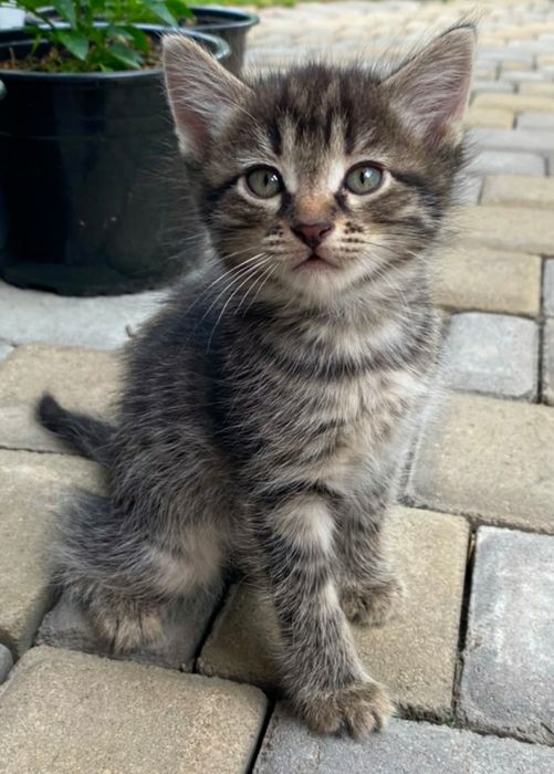 Отдам котят в добрые руки