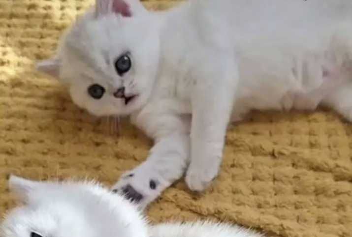 Котята британской породы