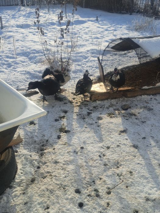 Продам индоуток.