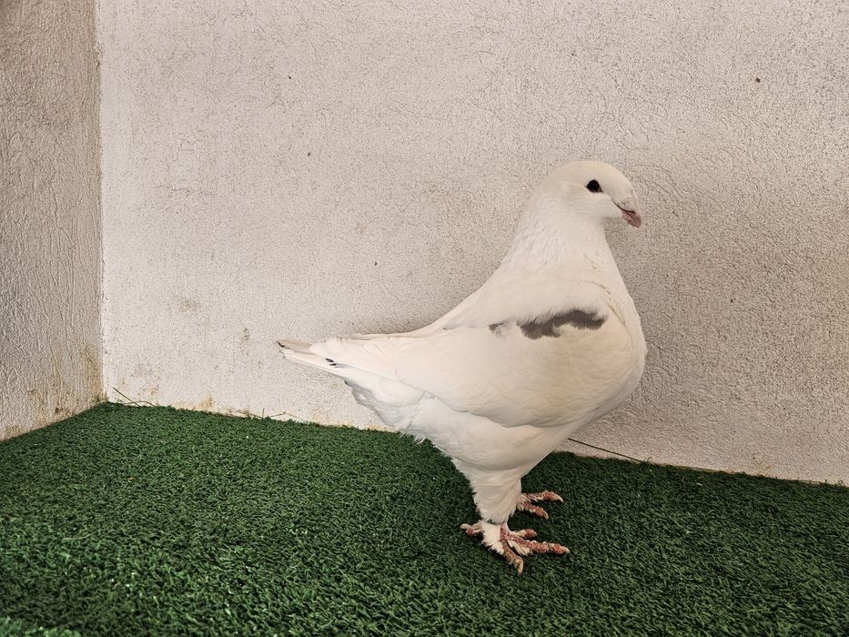 Porumbei Americani AGH