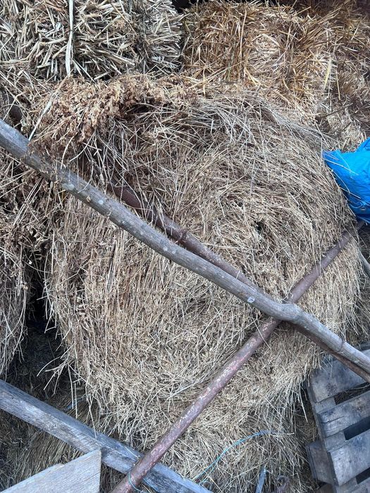 Vând baloți de lucernă