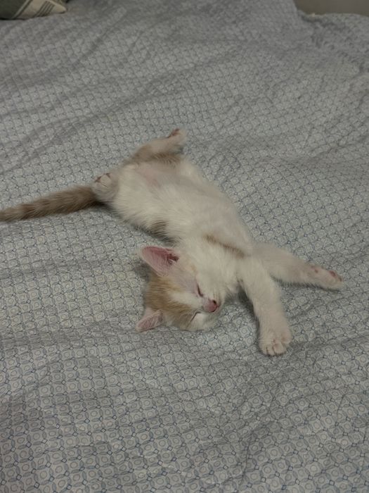 кошки и 2 котята