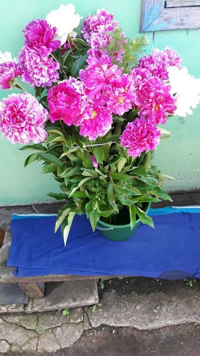 Продам Пионы .Букет.Цветы.
