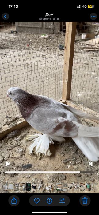 Голубь тасман   .