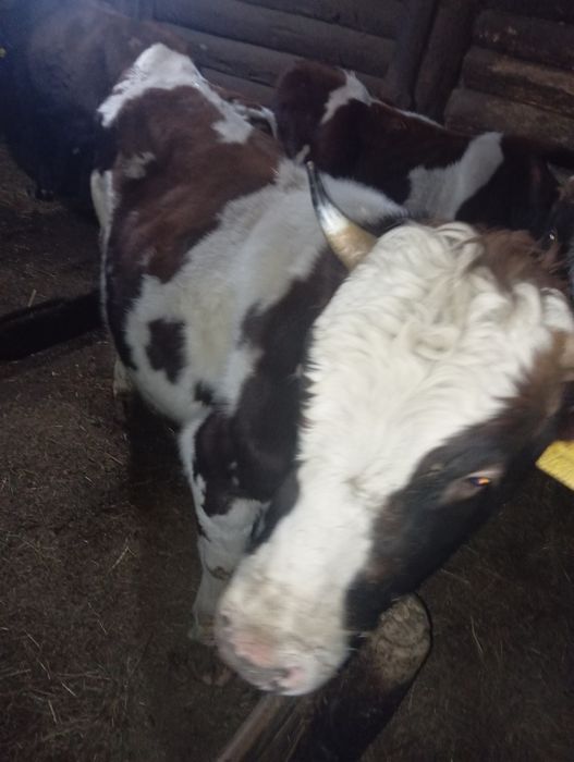 Продам быка 3 года.