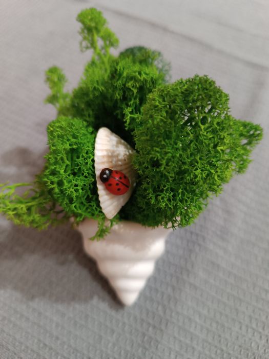 Скандинавски мъх