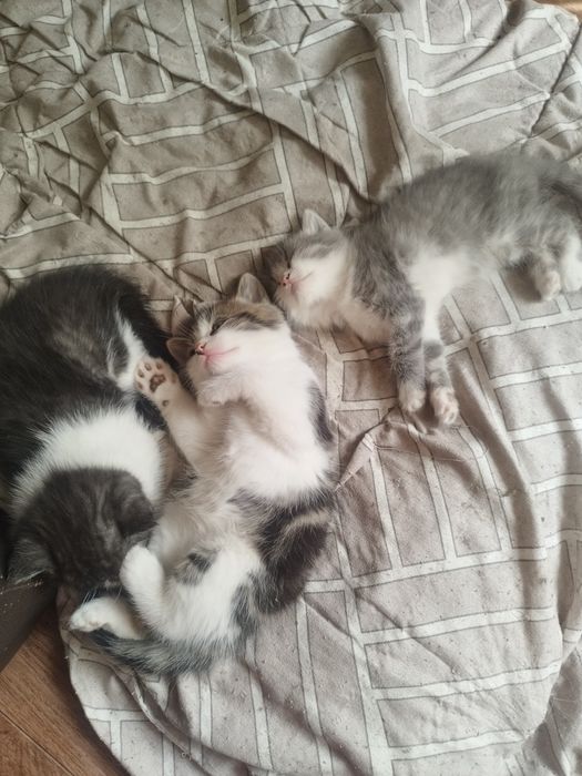 отдам котят в добрые руки