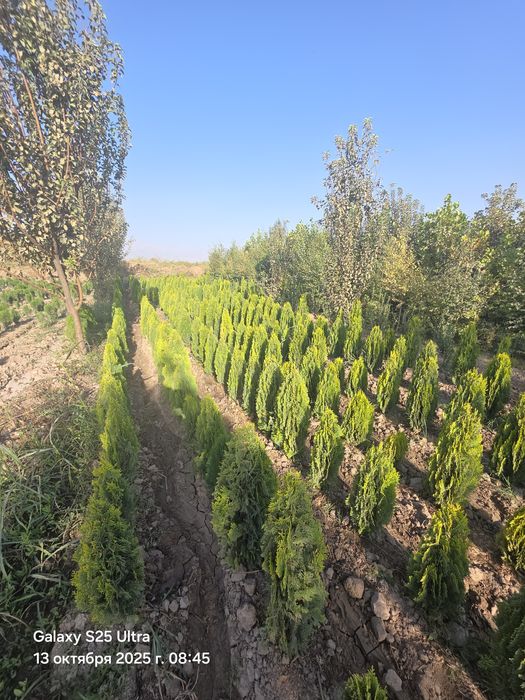 Туя голд смарагд италянский