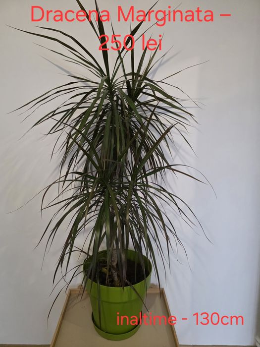 Vand flori de camera