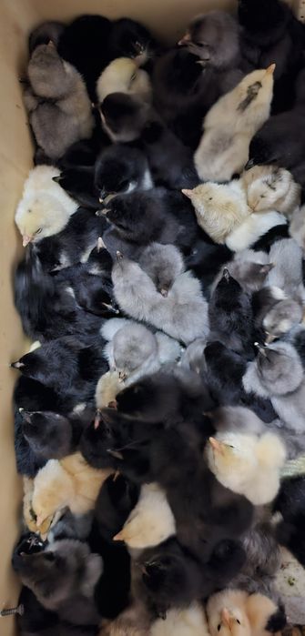 Продаются суточные цыплята