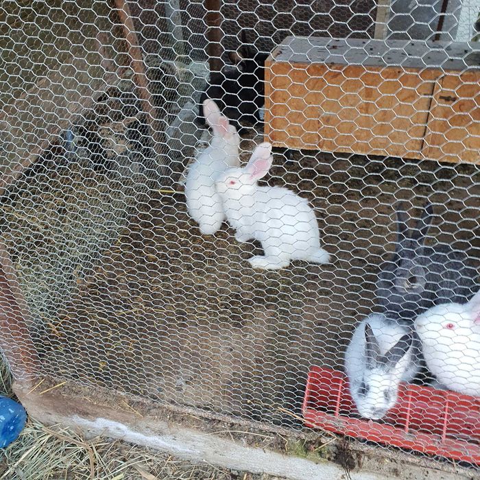 iepurași de vânzare