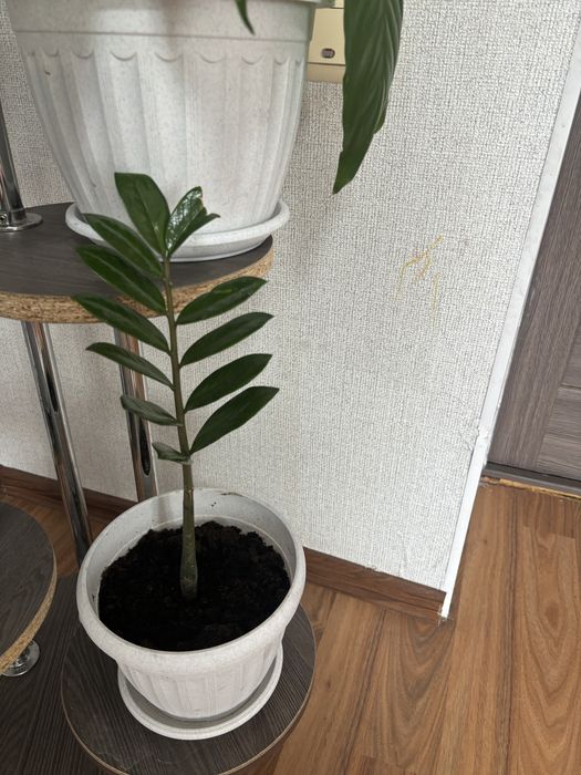Продам комнатные цветы