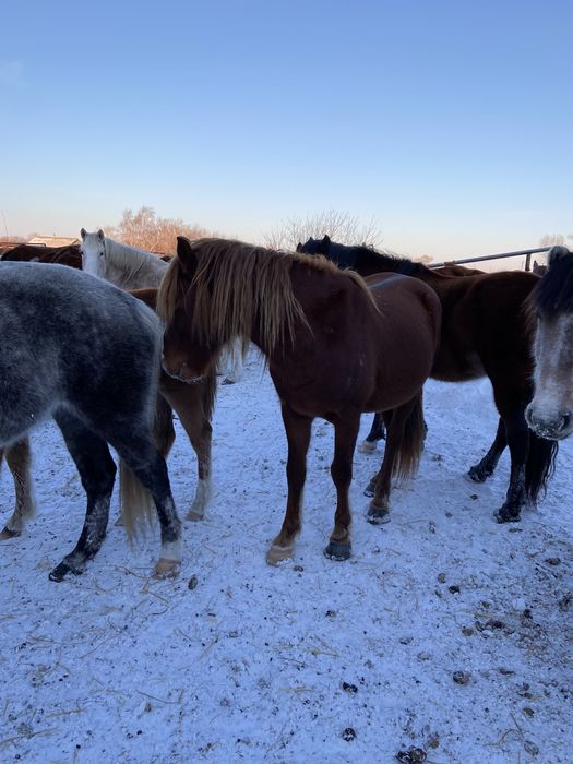Продам жеребца 5 лет