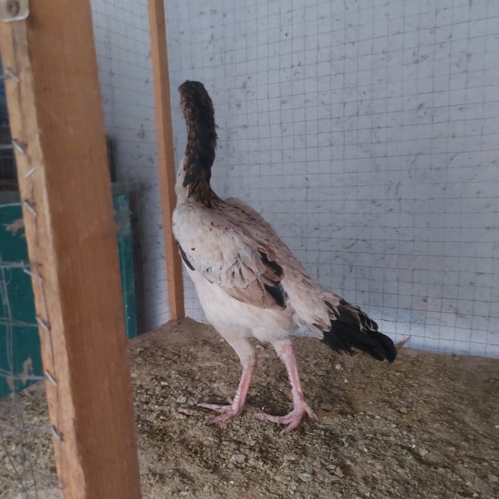 Шамо микс 2год крупный несутся