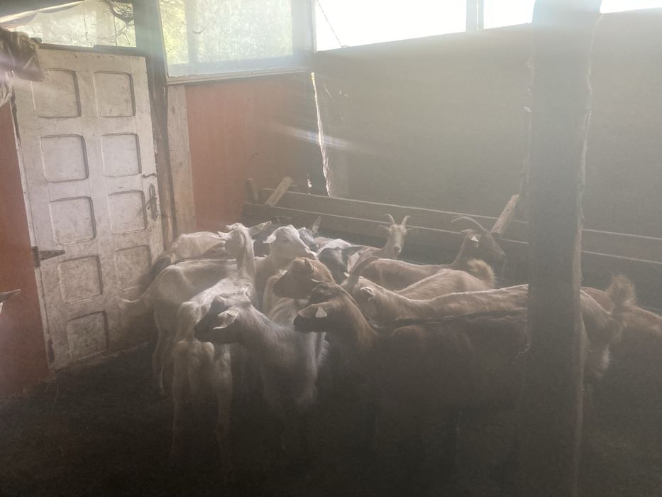 Vand caprite tinere 550 ron  buc