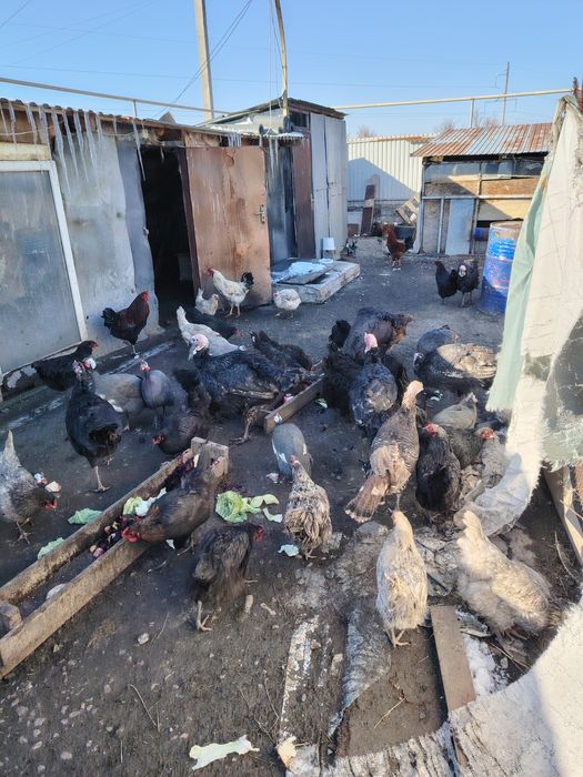 Продам петухов молодых