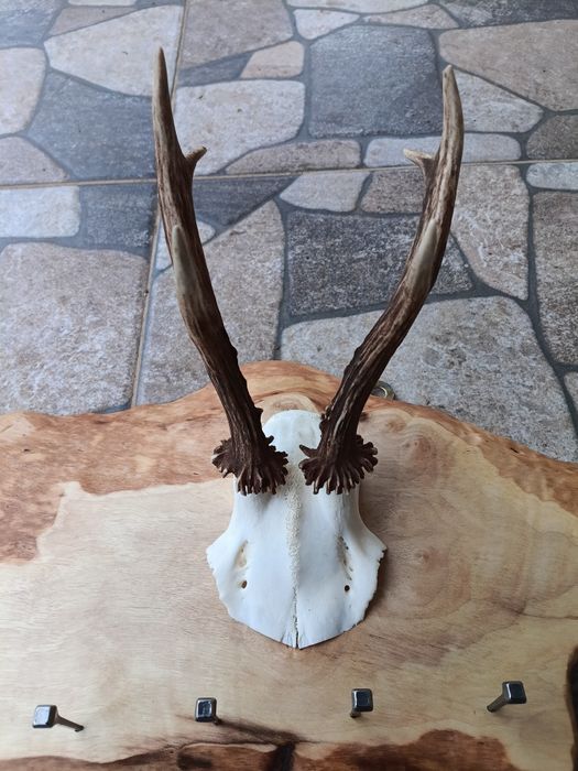 Стойка(закачалка) за ключове.Рога.Трофей