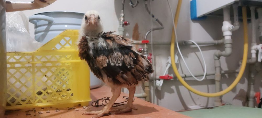 Тауық балапандары сатылады