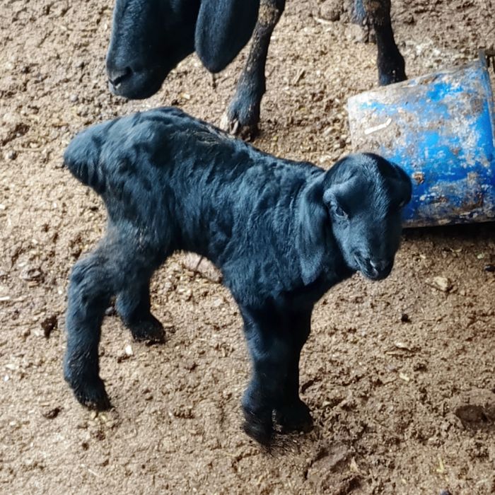 Куйлар она бола куйлар бугоз куй она куй ва кузичоклар сотилади