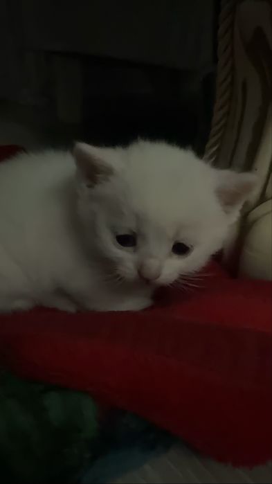 котята веслоухие