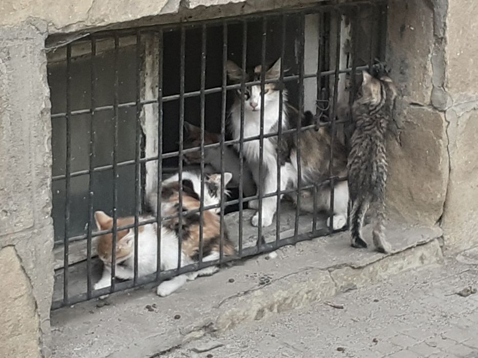 Две женски трицветни котенца търсят дом