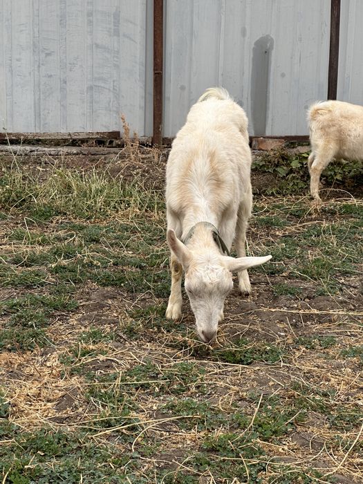 Ешкі сатылады (80 000)