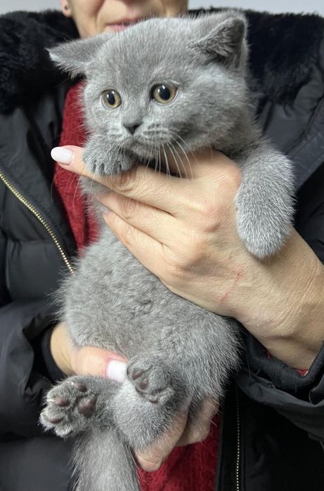 Pisic British Shorthair blue