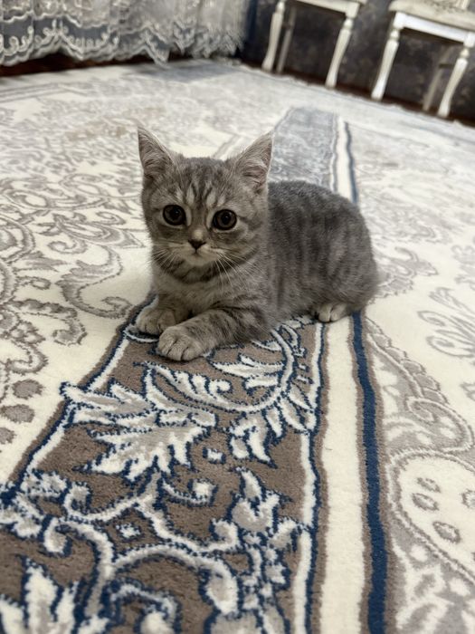 Продаётся котята