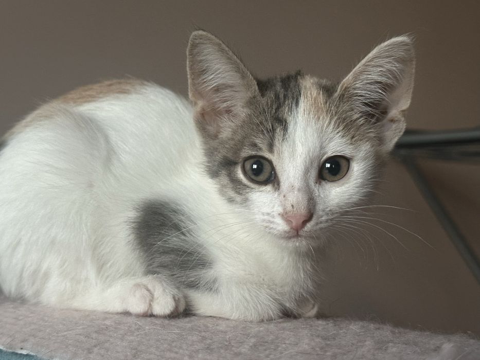 Котята ищет дом