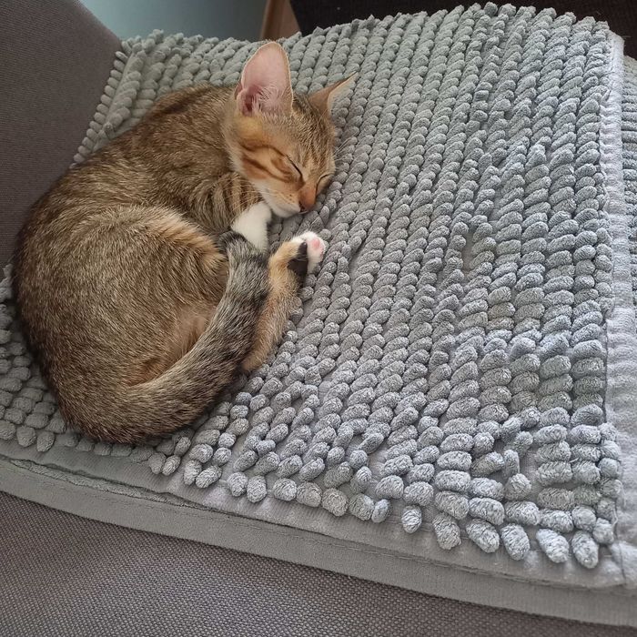 Малко женско коте