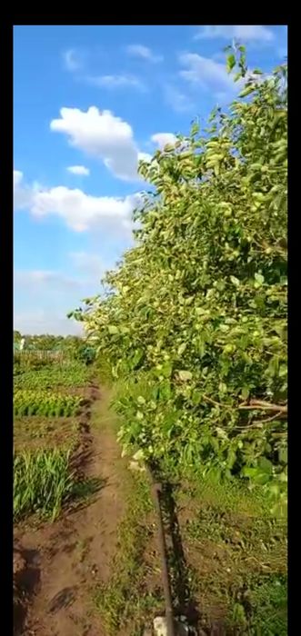 Продам дачу на ПК Союз