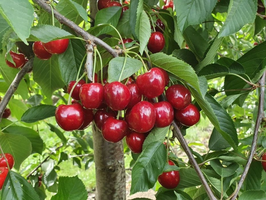 Pomi Fructiferi Străvechi Glia Strămoșească (Soiuri De Cires )